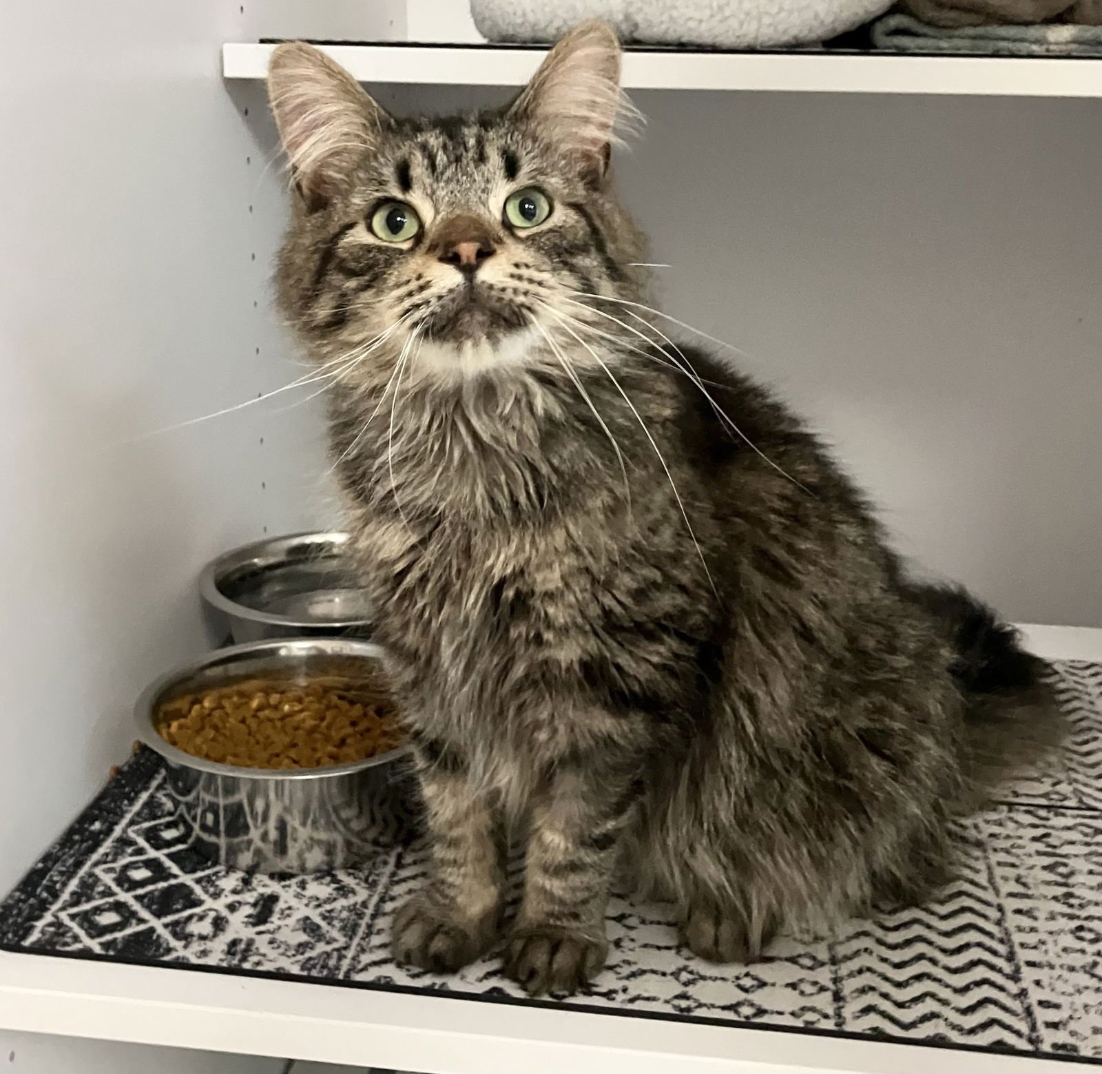 SNOW - Domestic Long Hair / Tabby available for adoption