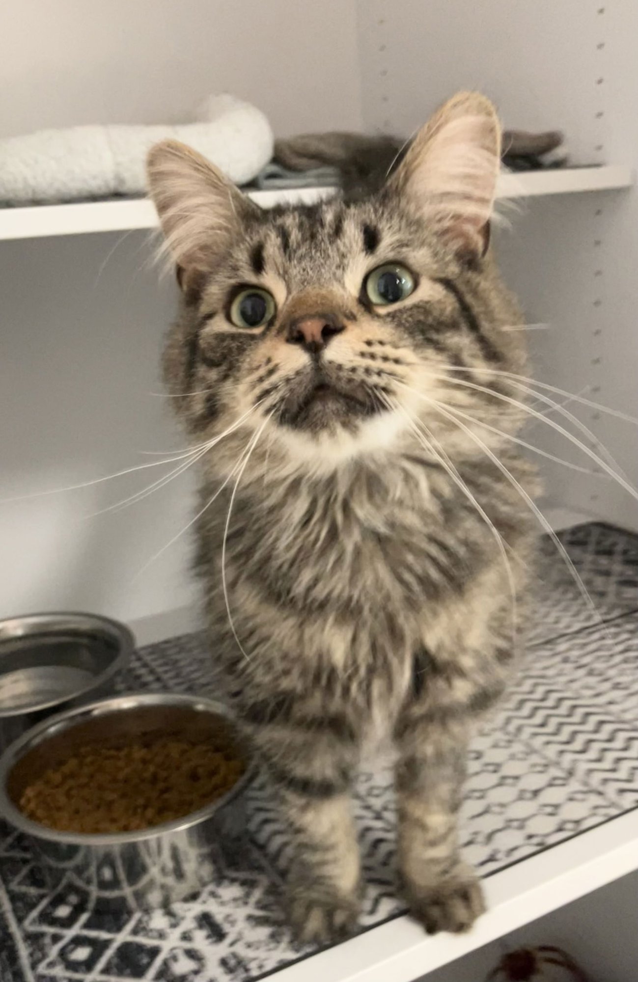 SNOW - Domestic Long Hair / Tabby available for adoption