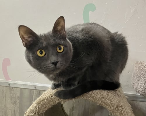 TULLY - Domestic Short Hair available for adoption