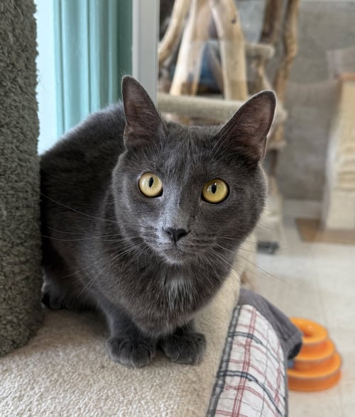 TULLY - Domestic Short Hair available for adoption