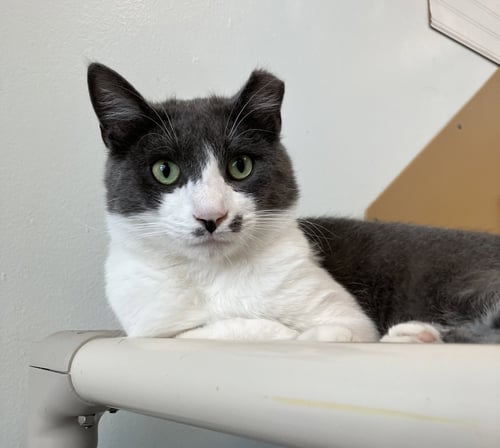 STROMBOLI - Domestic Short Hair available for adoption