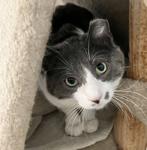 STROMBOLI - Domestic Short Hair available for adoption
