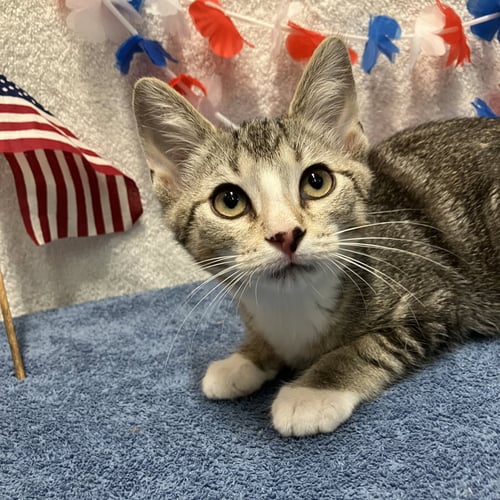 ASH - Domestic Short Hair / Tabby available for adoption