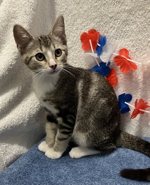 ASH - Domestic Short Hair / Tabby available for adoption