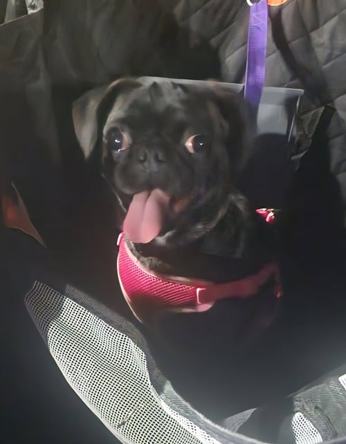 SISSY - Pug available for adoption