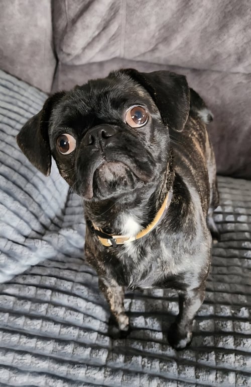 SISSY - Pug available for adoption