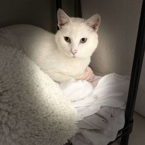 SNOWDRIFT - Domestic Short Hair available for adoption