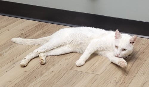 SNOWDRIFT - Domestic Short Hair available for adoption