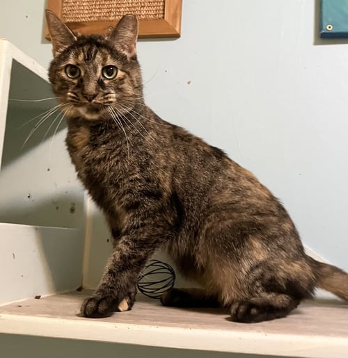 CLOVER (BONDED TO MARY) - Tortoiseshell / Domestic Short Hair available for adoption