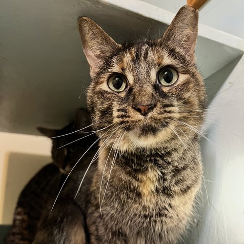 CLOVER (BONDED TO MARY) - Tortoiseshell / Domestic Short Hair available for adoption