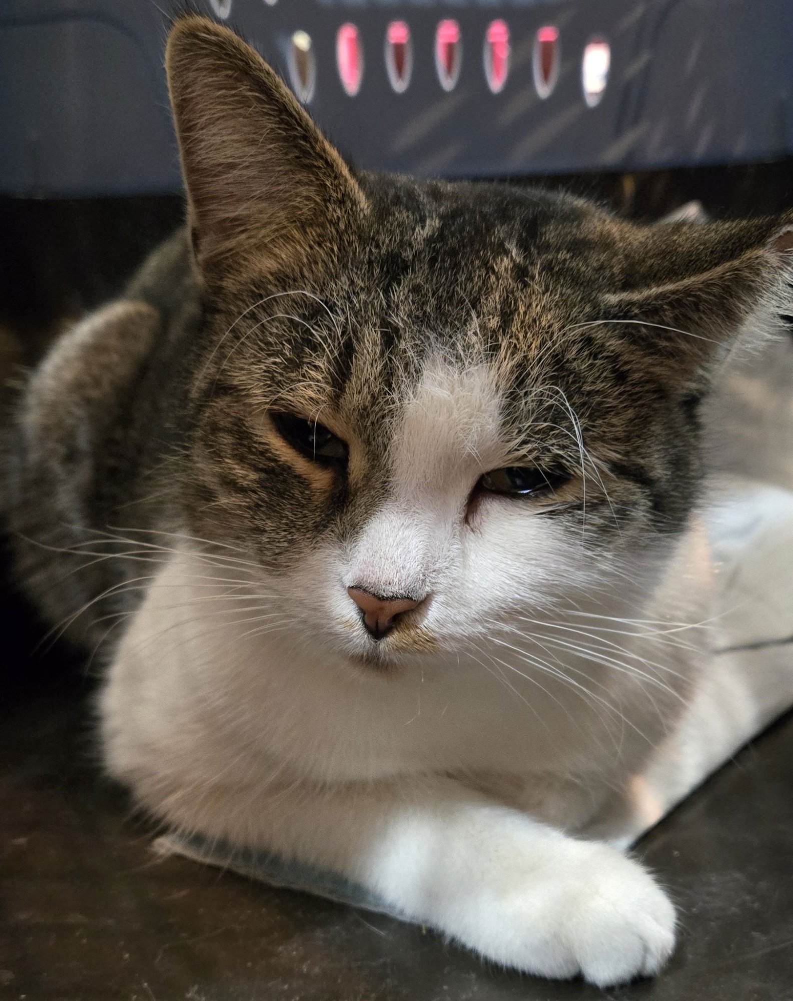 LARK - Domestic Short Hair available for adoption