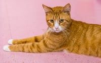 Kenny (bonded to Dogwood) - KBC - Photo 1