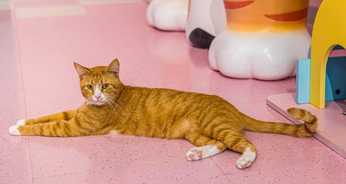 KENNY (BONDED TO DOGWOOD) - KBC - Domestic Short Hair available for adoption