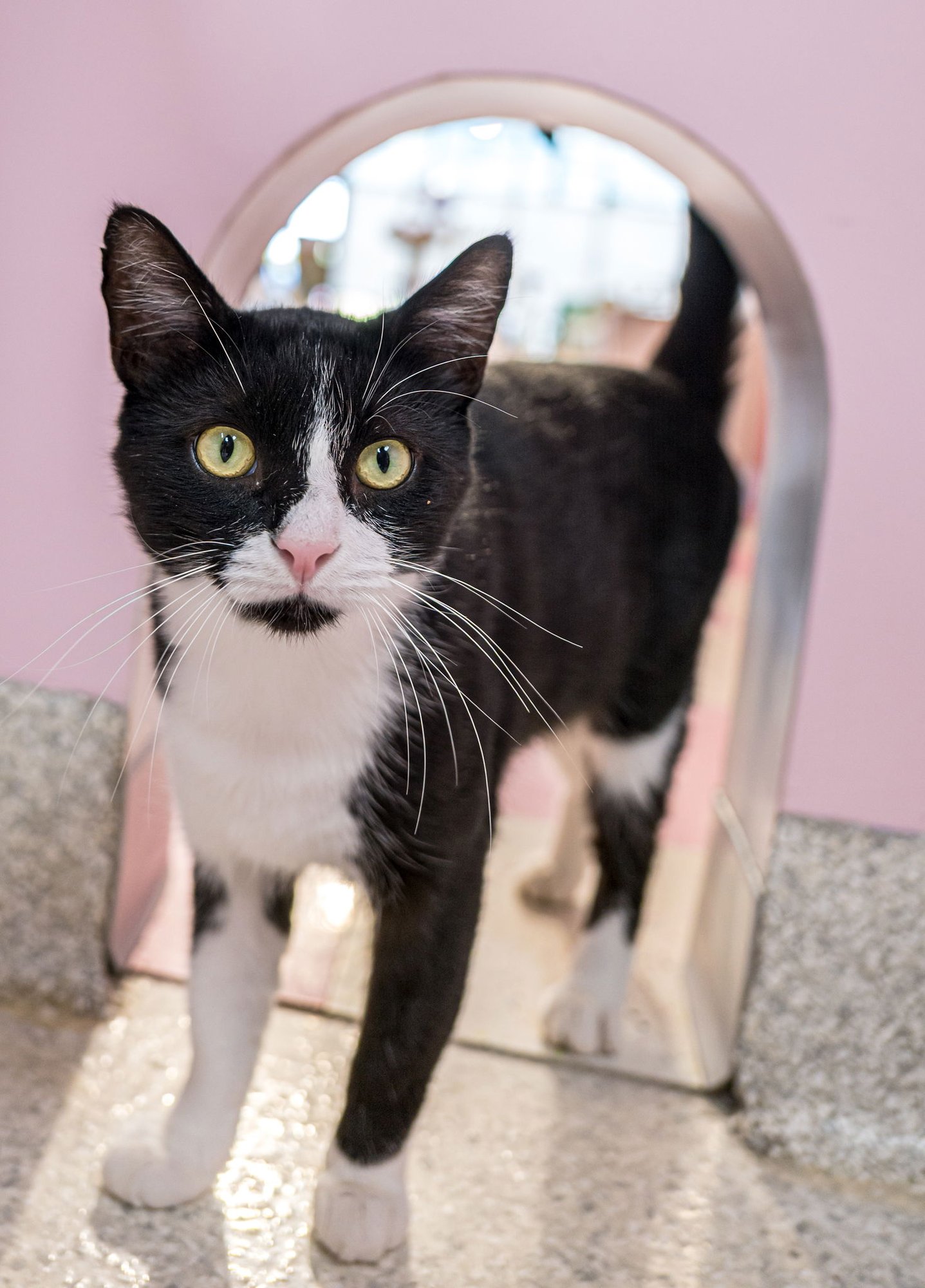 VICTOR - KBC - Domestic Short Hair available for adoption