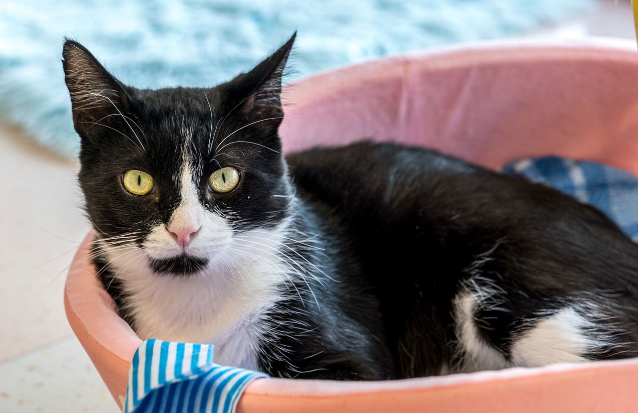 VICTOR - KBC - Domestic Short Hair available for adoption