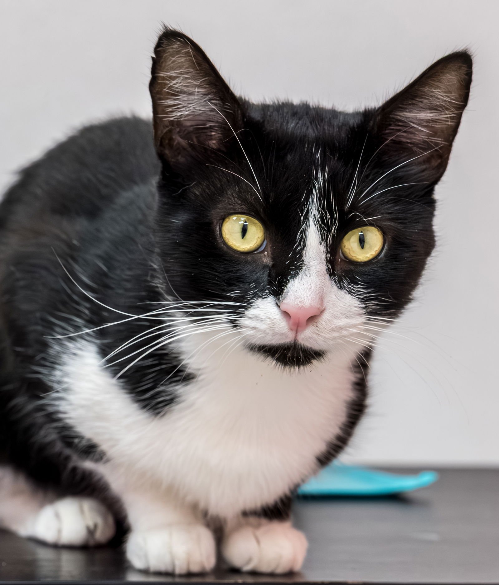 Victor - KBC - Photo 5