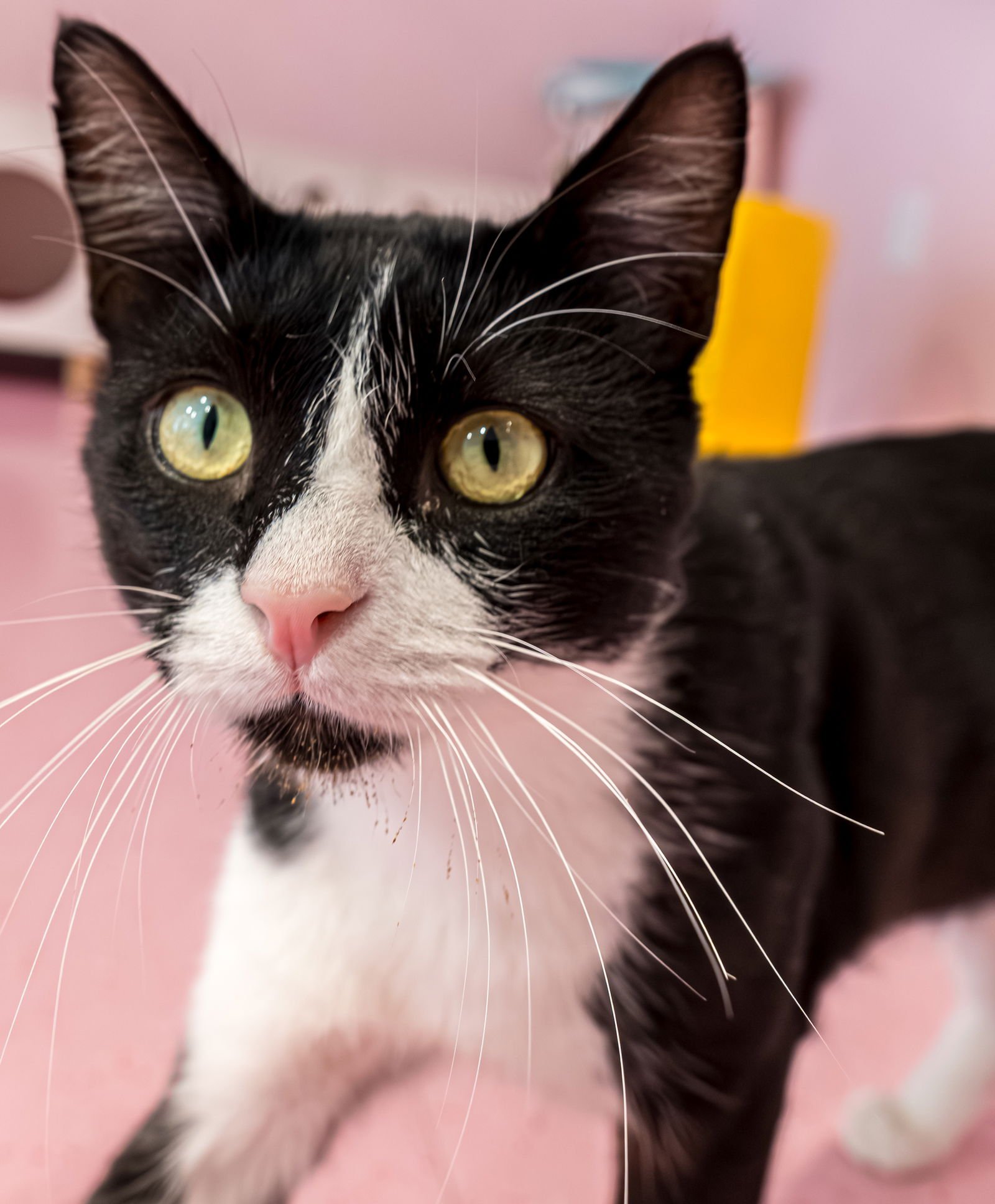 Victor - KBC - Photo 7