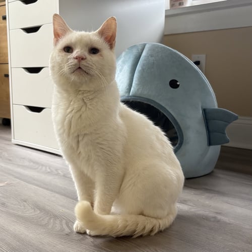 SILAS (BONDED TO HORACE) - Domestic Short Hair available for adoption
