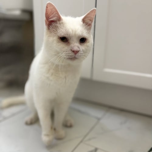 SILAS (BONDED TO HORACE) - Domestic Short Hair available for adoption