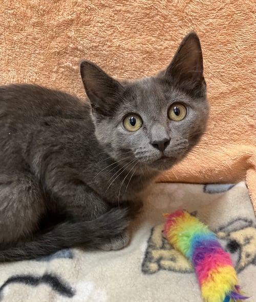 ROSIE - Domestic Short Hair available for adoption