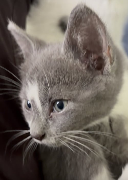 HARRY POTTER - Domestic Short Hair for adoption in Columbus