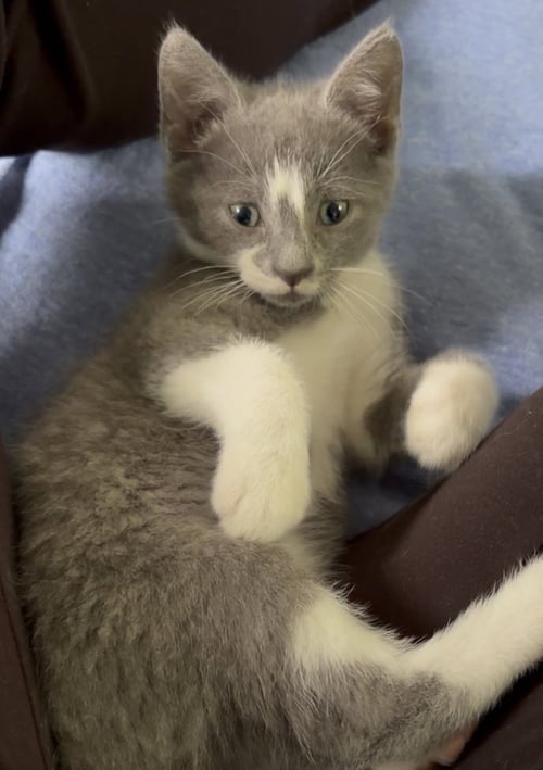 HARRY POTTER - Domestic Short Hair available for adoption