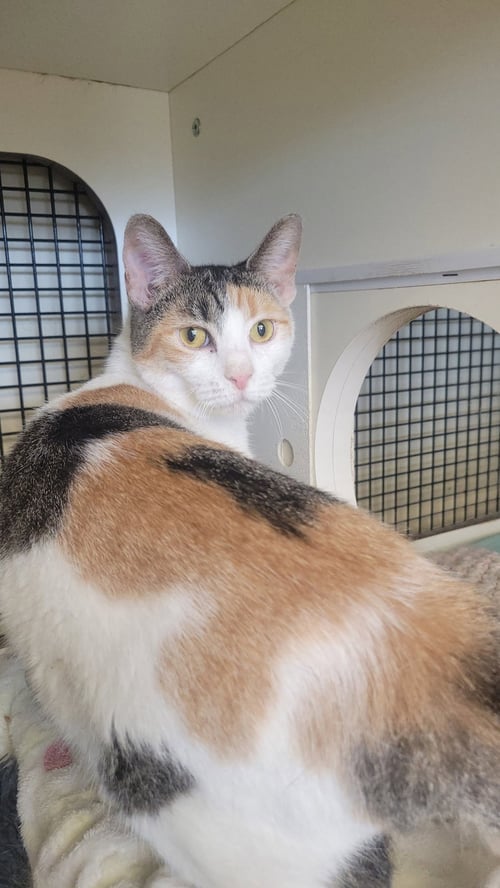 CORA LEE - Domestic Short Hair / Calico available for adoption