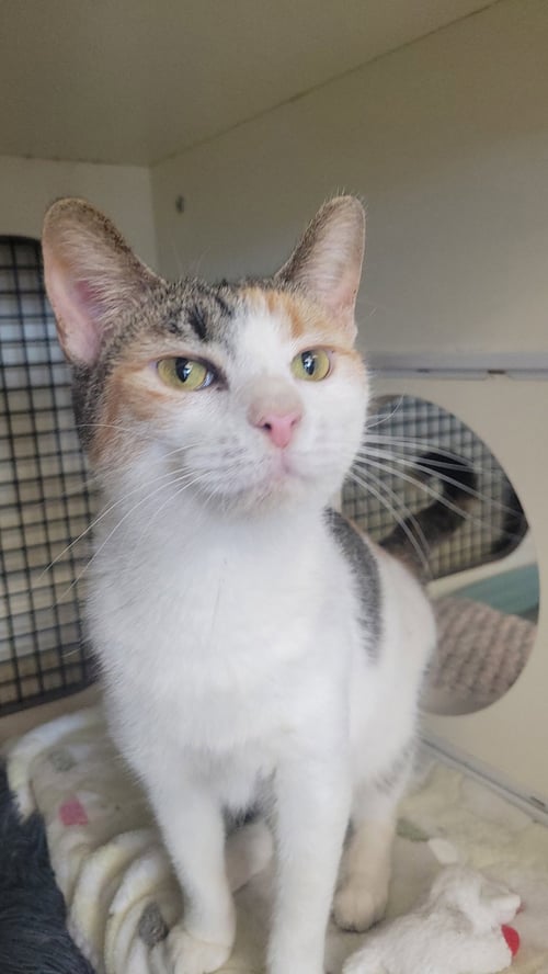 CORA LEE - Domestic Short Hair / Calico available for adoption