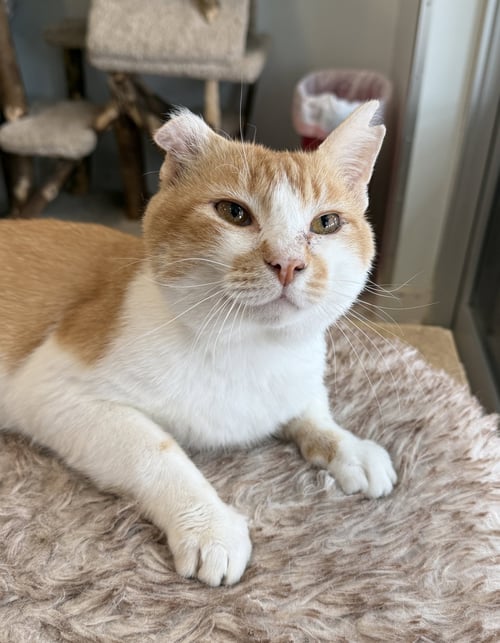 MARLEY - Domestic Short Hair available for adoption