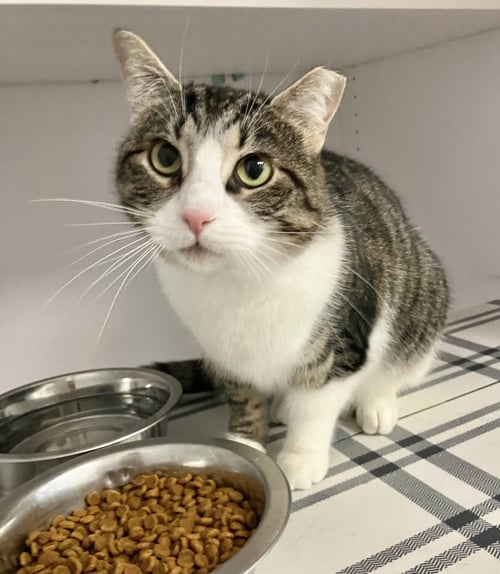 APRIL-MAY - Domestic Short Hair / Tabby available for adoption
