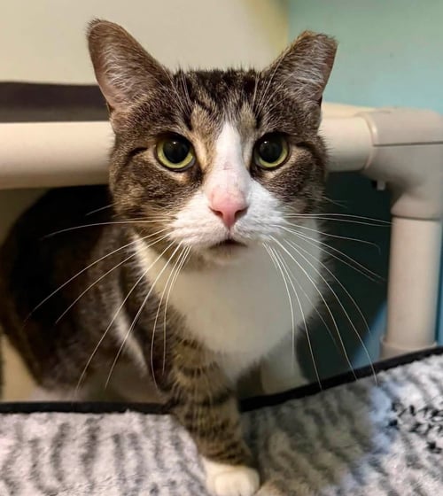 APRIL-MAY - Domestic Short Hair / Tabby available for adoption