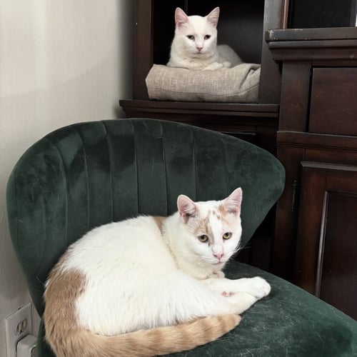 FLOYD (BONDED TO EARL) - Domestic Short Hair available for adoption