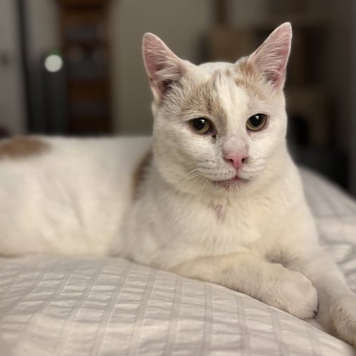 FLOYD (BONDED TO EARL) - Domestic Short Hair available for adoption