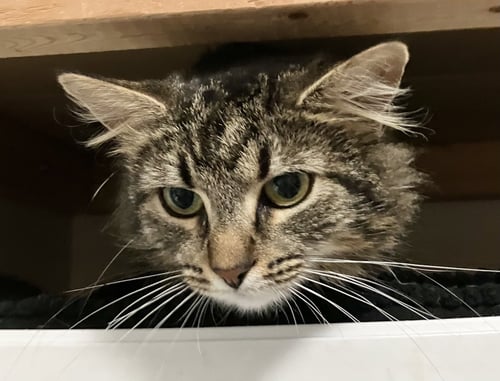 WILLOW - Domestic Long Hair available for adoption