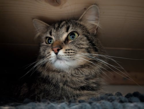 WILLOW - Domestic Long Hair available for adoption