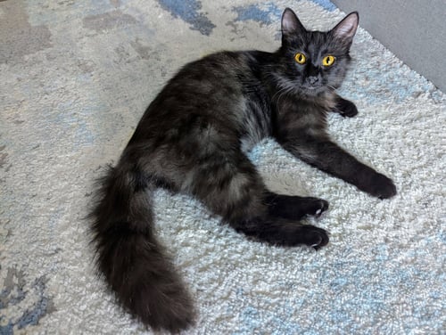 MILLY - Domestic Medium Hair available for adoption