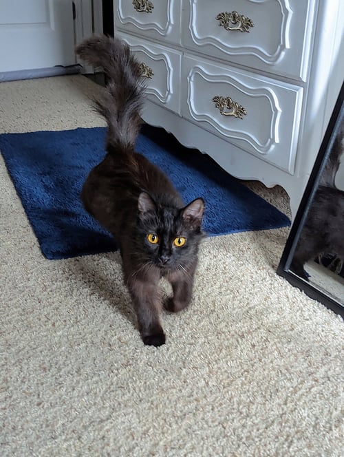 MILLY - Domestic Medium Hair available for adoption