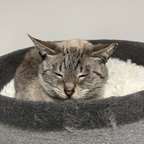 MILA - Siamese / Domestic Short Hair available for adoption