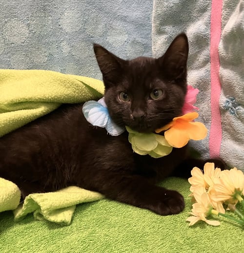 KELLY - Domestic Long Hair available for adoption