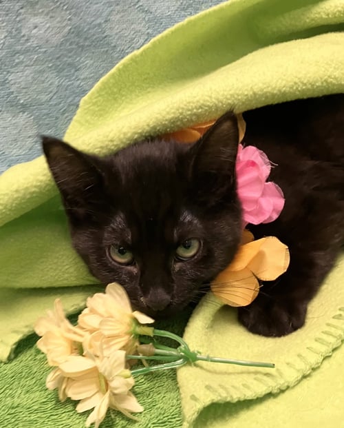 KELLY - Domestic Long Hair available for adoption