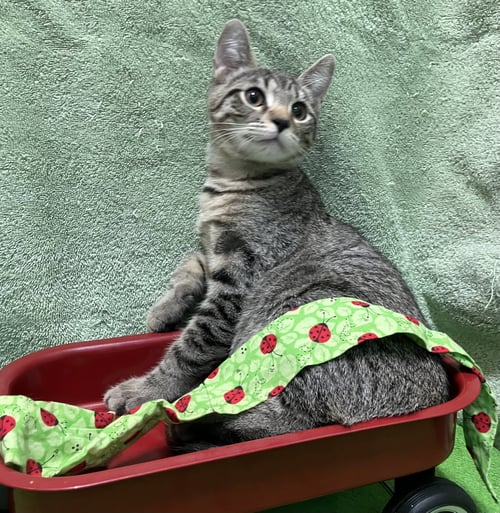 PEETA - Domestic Short Hair / Tabby available for adoption