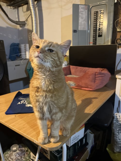HARMONY - Domestic Medium Hair / Tabby available for adoption