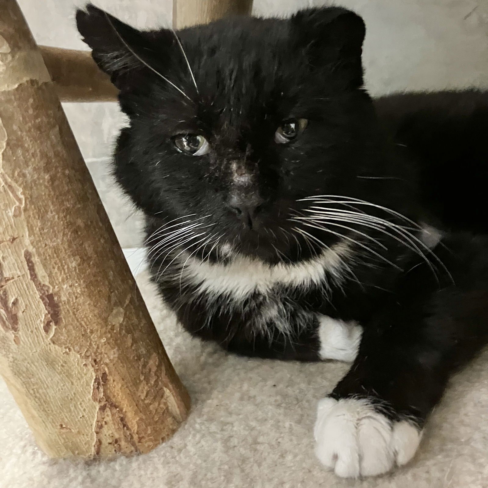 JACKSON - Domestic Short Hair available for adoption