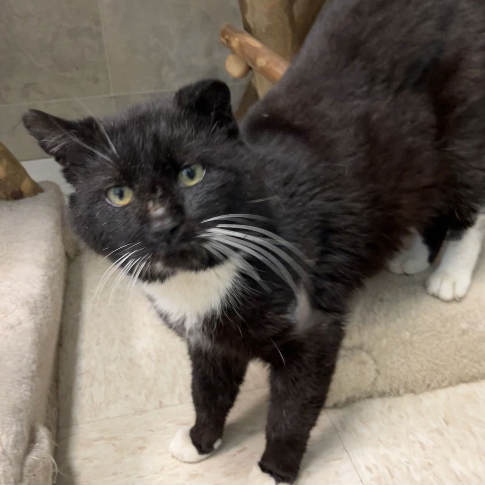 JACKSON - Domestic Short Hair available for adoption