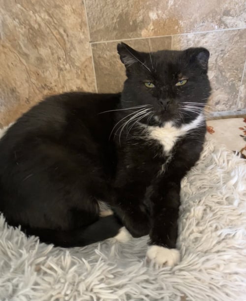 JACKSON - Domestic Short Hair available for adoption