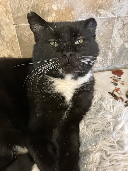 JACKSON - Domestic Short Hair available for adoption