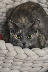 Annabella - Photo 3