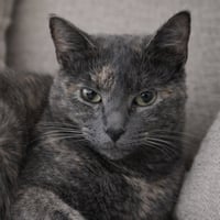 Annabella - Photo 4