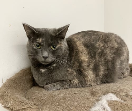 ANNABELLA - Dilute Tortoiseshell / Domestic Short Hair available for adoption