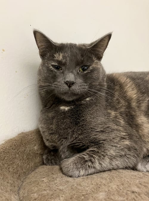 ANNABELLA - Dilute Tortoiseshell / Domestic Short Hair available for adoption